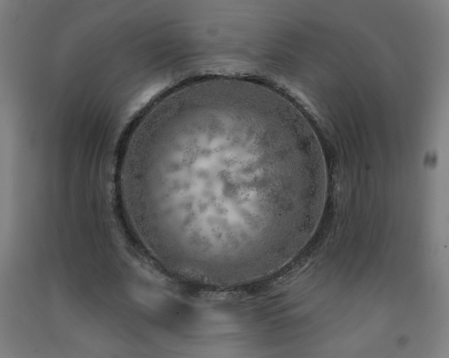 X0000093260679200709261732