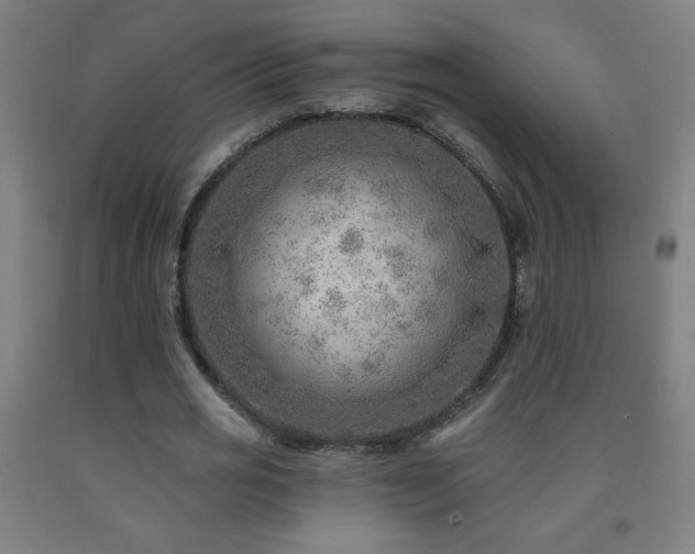 X0000093260725200709261731