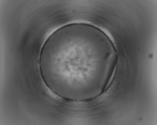 X0000093260895200709261729