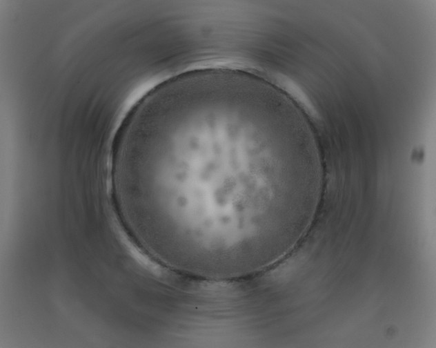 X0000093261079200709261726