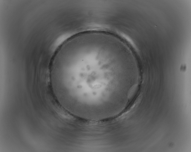 X0000093261267200709261724
