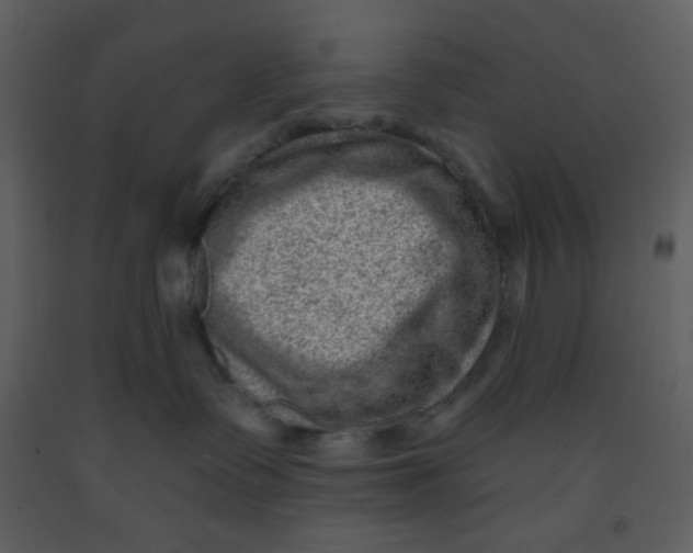 X0000093260335200710171455