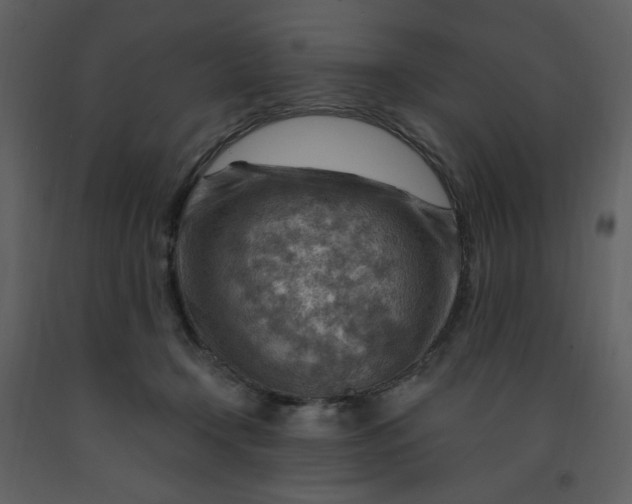 X0000093260366200710171454