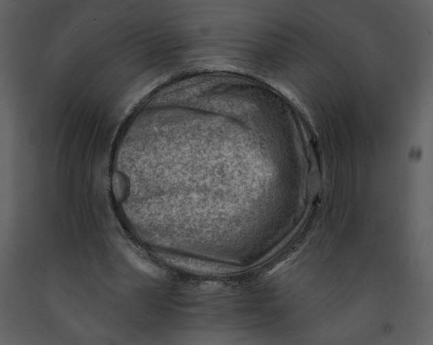 X0000093260390200710171454