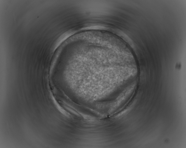 X0000093261425200710171438