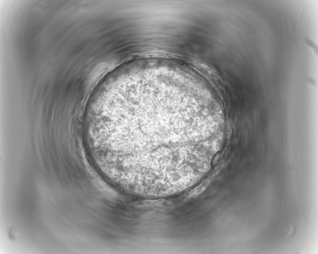 X0000093260049200710241341