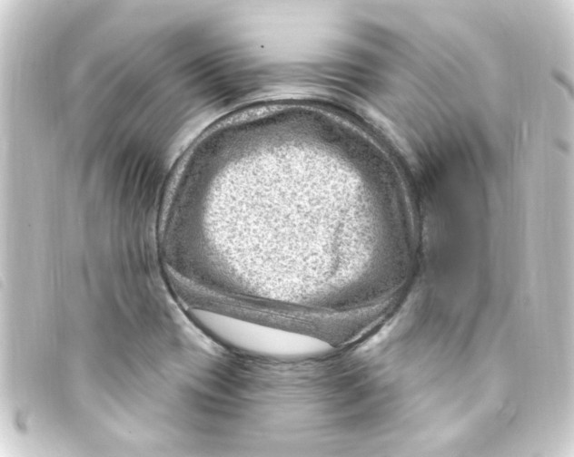 X0000093261417200710241324