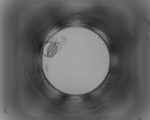 X0000093361338200710111301