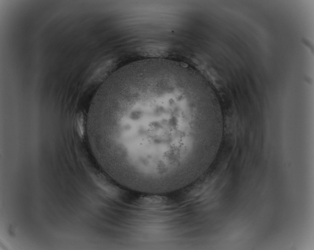 X0000093360069200710111502