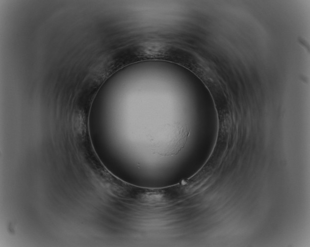 X0000093360651200710111455