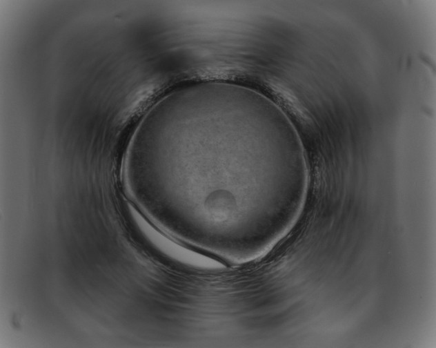 X0000093360687200710111455