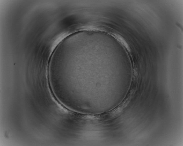 X0000093360855200710111453
