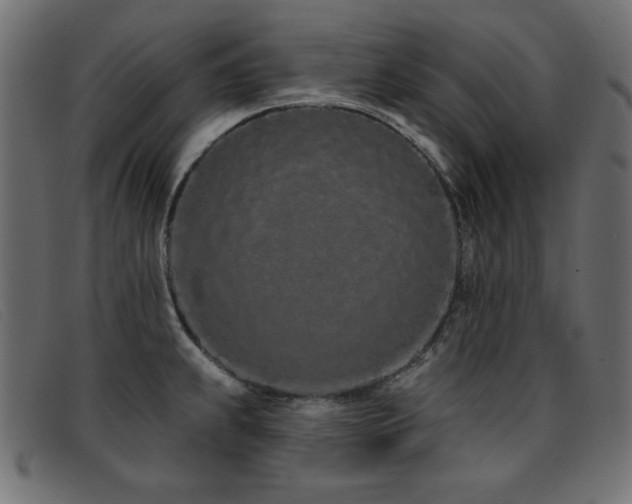 X0000093361239200710111449