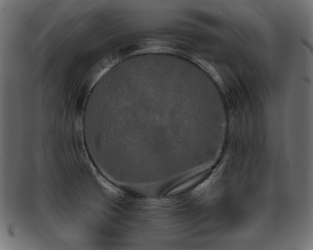 X0000093361425200710111446