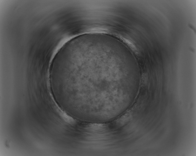 X0000093361470200710111446
