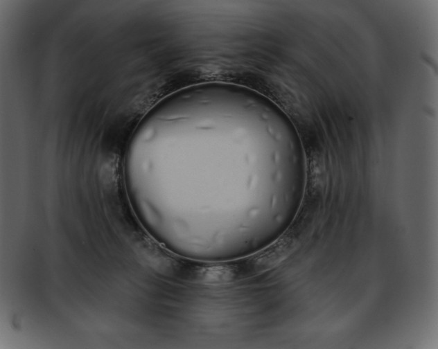 X0000093360275200710191103