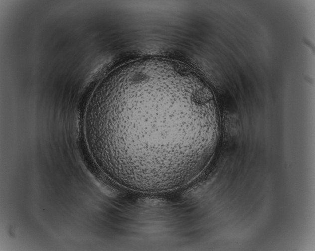 X0000093360590200710191059