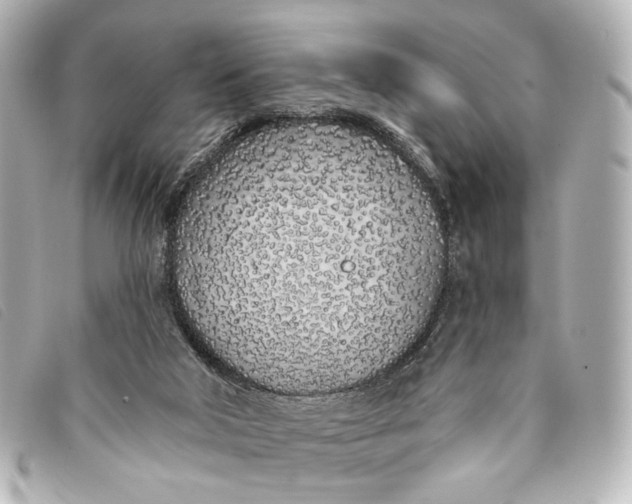 X0000093360018200710251141