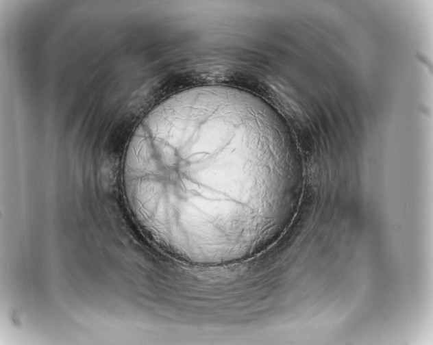 X0000093360030200710251141