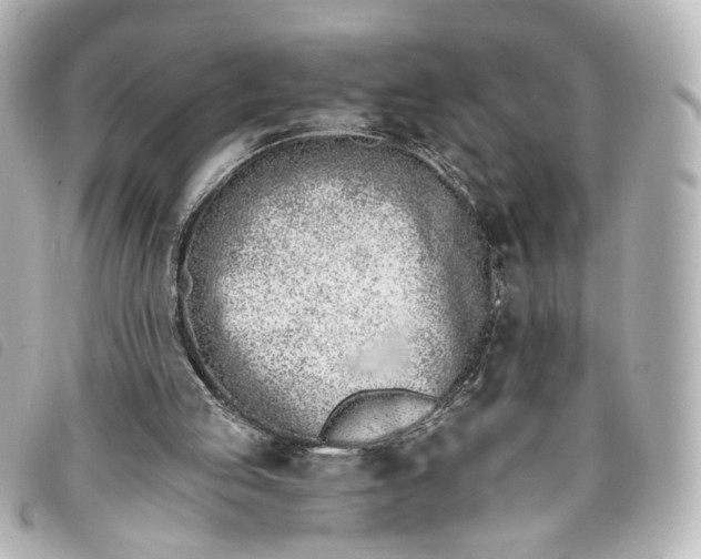 X0000093360053200710251140