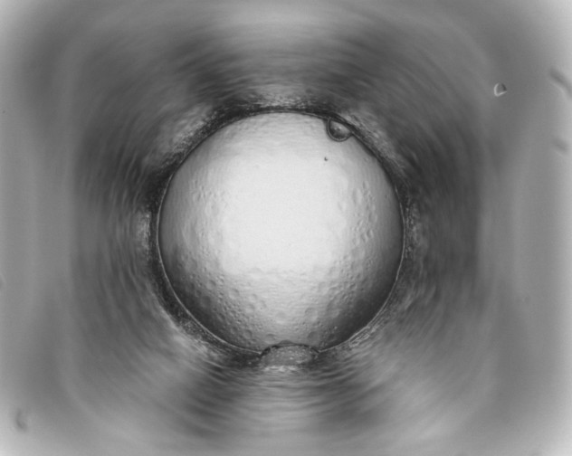 X0000093360066200710251141