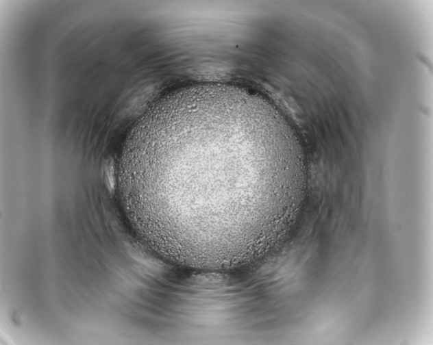 X0000093360069200710251141