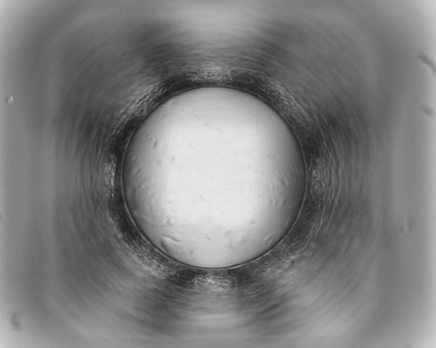 X0000093360739200710251131