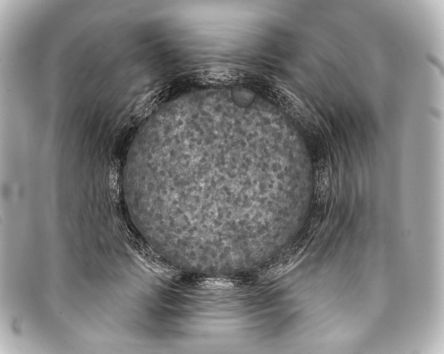 X0000093360749200710251131
