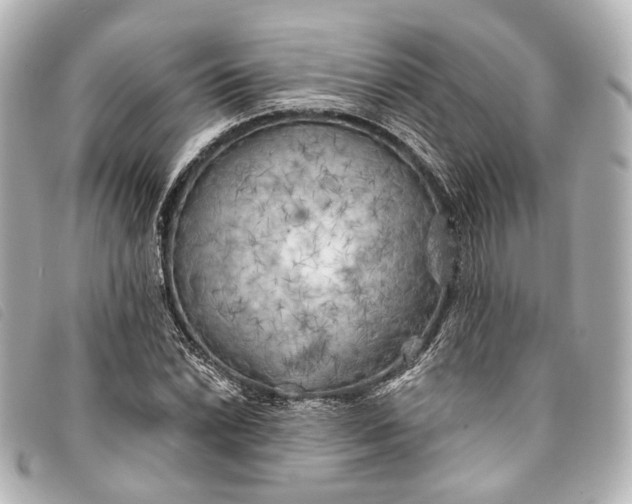 X0000093361022200710251126