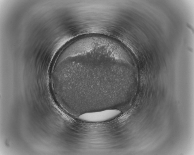 X0000093361024200710251126
