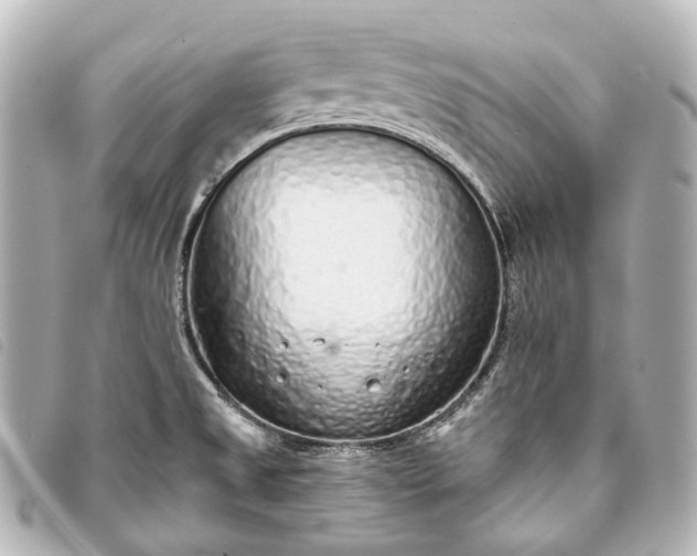 X0000093361525200710251120