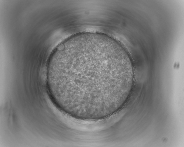 X0000093360016200711011216