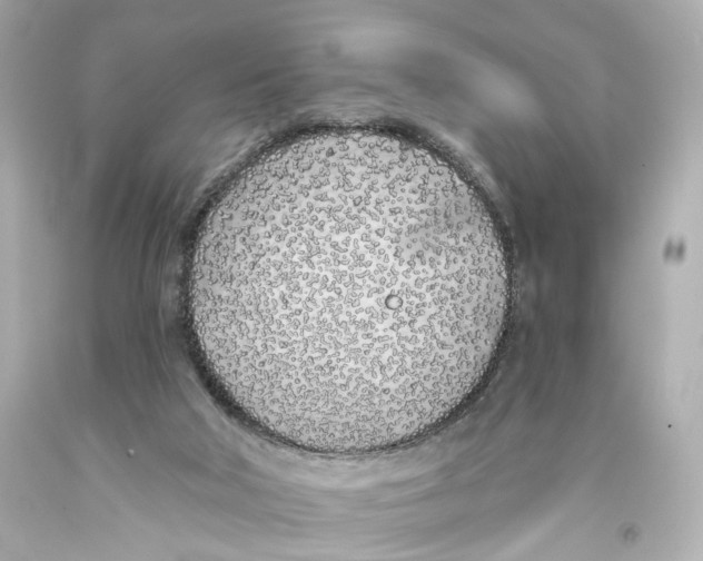 X0000093360018200711011216