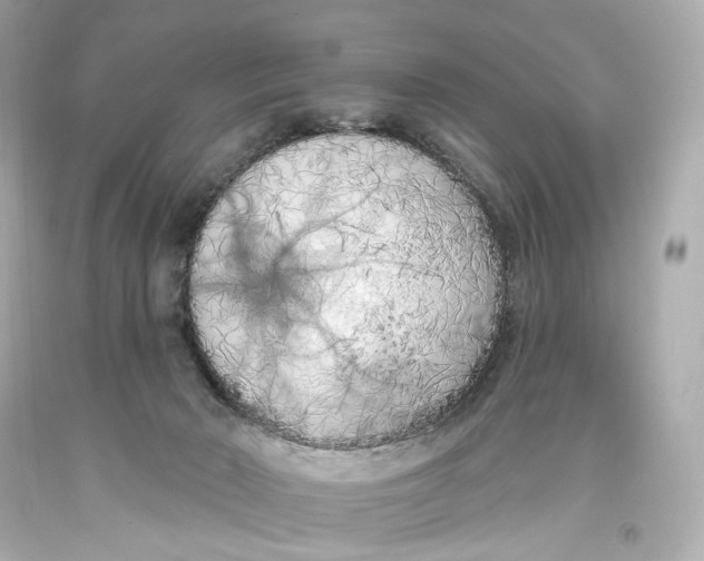 X0000093360030200711011216