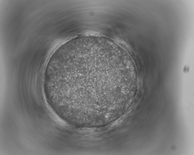 X0000093360049200711011215