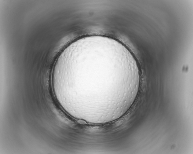 X0000093360058200711011215