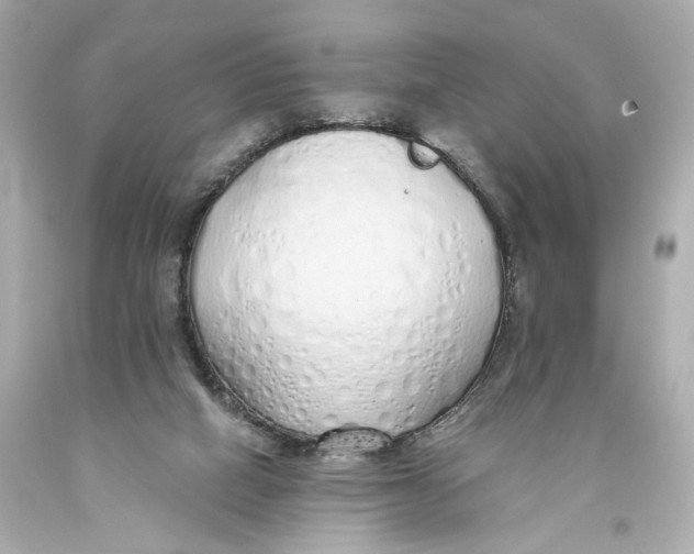 X0000093360066200711011216