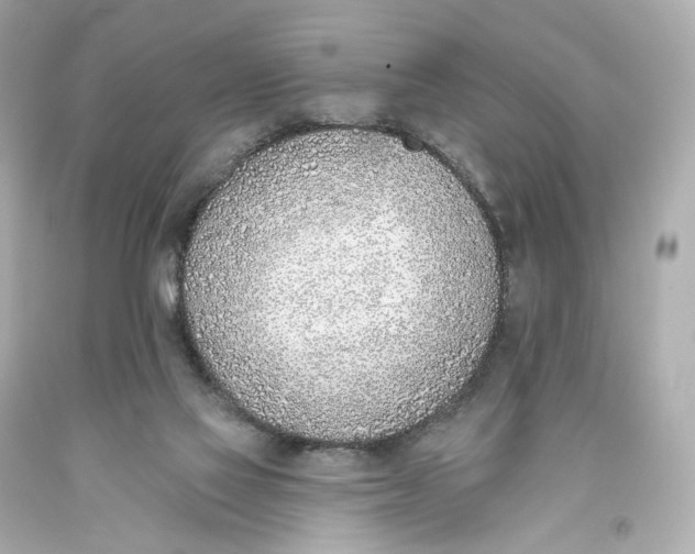 X0000093360069200711011216