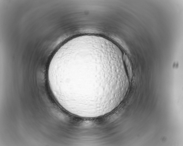 X0000093360111200711011215