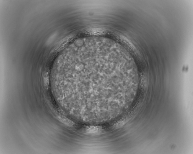 X0000093360549200711011210