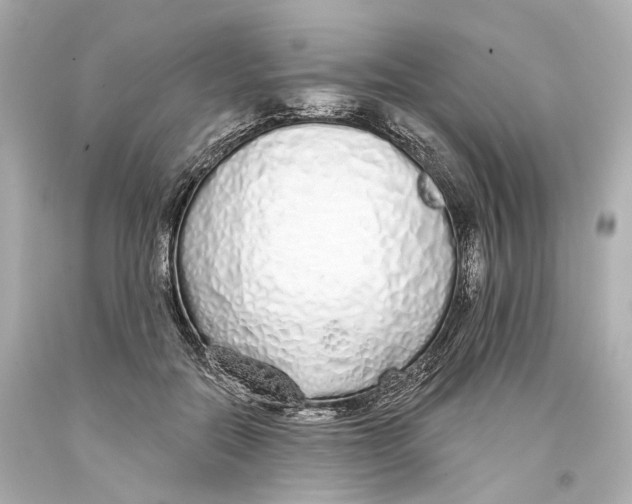 X0000093360554200711011210