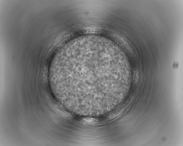 X0000093360557200711011210