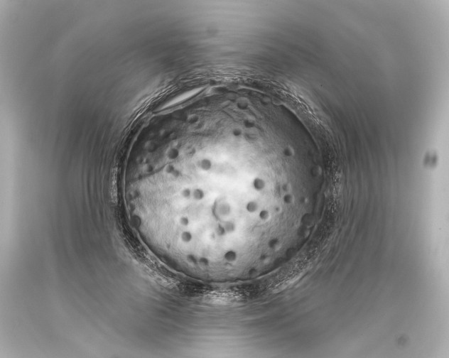 X0000093360696200711011208