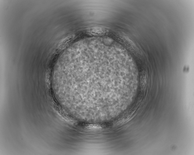 X0000093360749200711011207