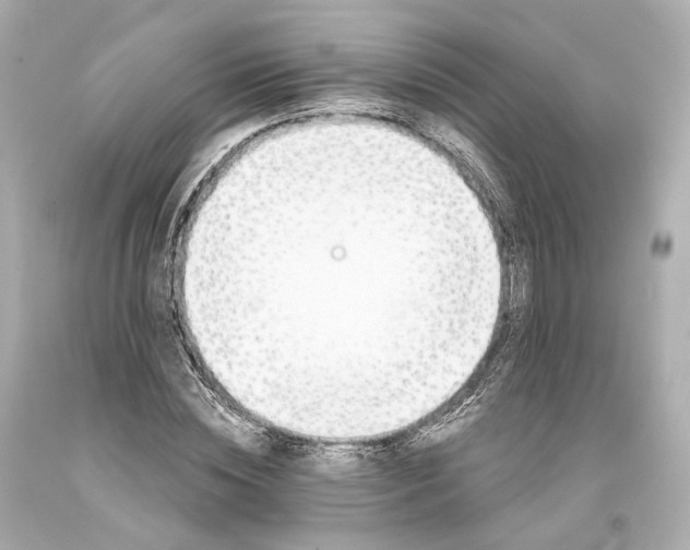 X0000093360828200711011206