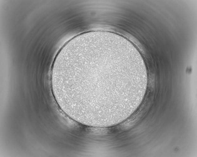 X0000093360856200711011206