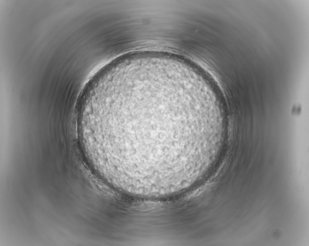 X0000093360925200711011204