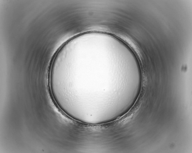 X0000093360999200711011204