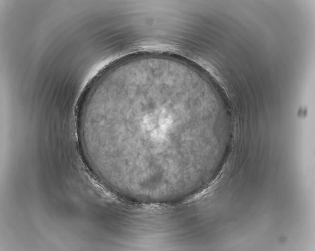 X0000093361022200711011203