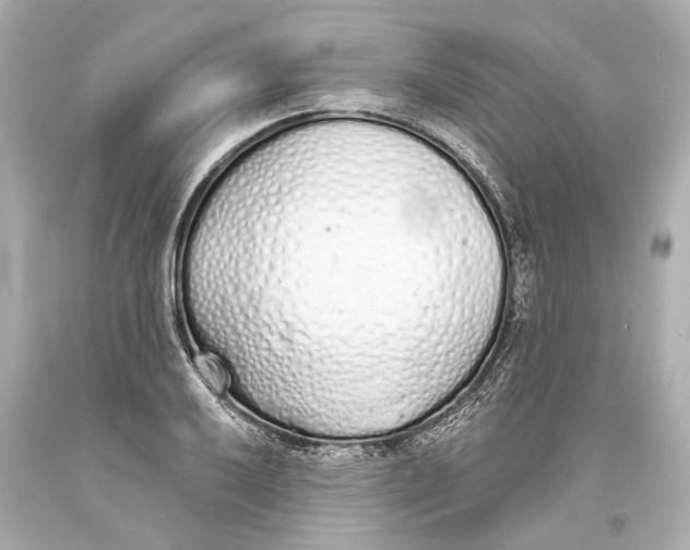 X0000093361032200711011203